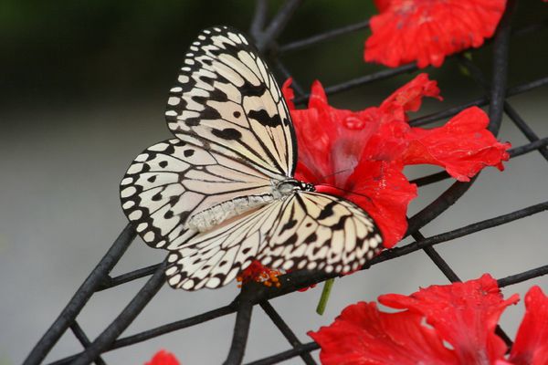 papillons Penang (1)