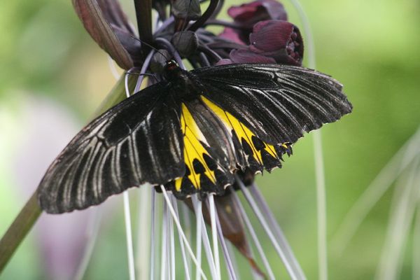 papillons Penang (2)