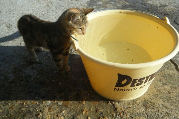 chatte-5.JPG