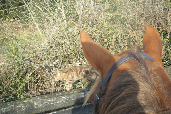 chat-carriere-cheval.JPG