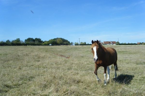 pre-cheval-balzane-liste.JPG
