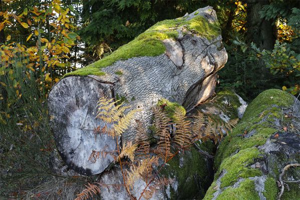 Travaux forestiers en automne