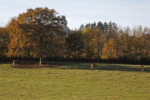 Automne à La Jonchère