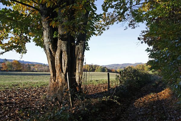 Automne à la Jonchère