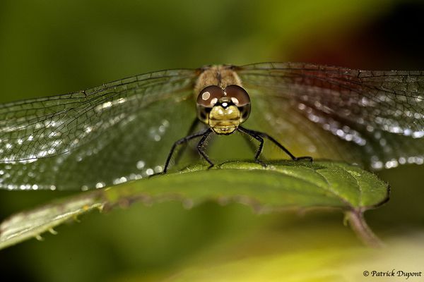 Sympetrum sanguineum