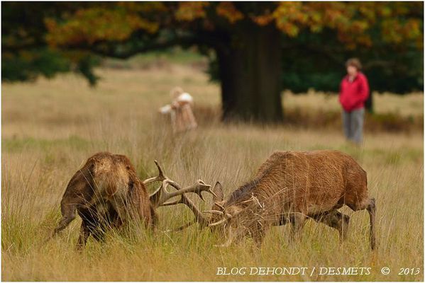 blog dehondt - desmets © 2013-1175-border