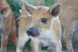 Mangalitza-Ranch.jpg