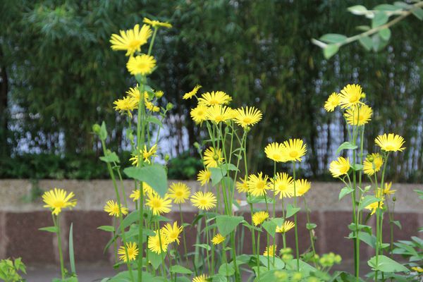 Fleurs-0046.jpg