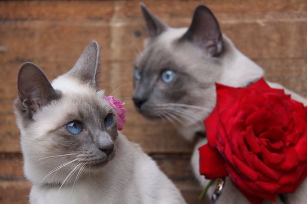 chats