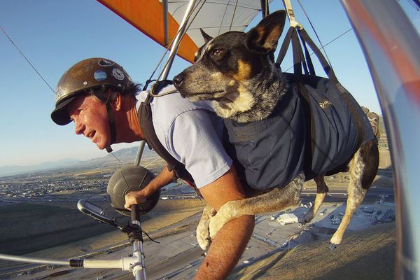 sem13julj-Z22-Fais-comme-le-chien.jpg