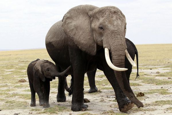 sem13octe-Z3-elephants-parc-Amboseli-Kenya.jpg