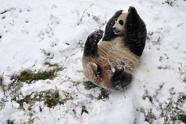 sem13decg-Z16-Sport-d-hiver-panda-geant-Chine.jpg