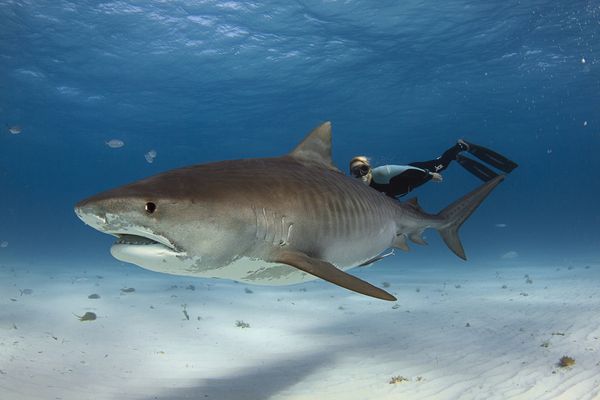 sem14jang-Z11-plongeurs-et-requins-Bahamas.jpg