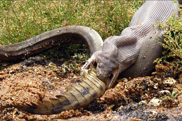 sem14marb-Z10-quand-un-python-avale-un-crocodile.jpg