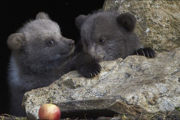 sem14avre-Z2-Petits-ours-bruns-zoo-Vallorbe-Suisse.jpg