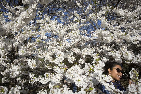 sem14avrj-Z13-Le-printemps-est-bien-la-Central-Park-New-Yor.jpg