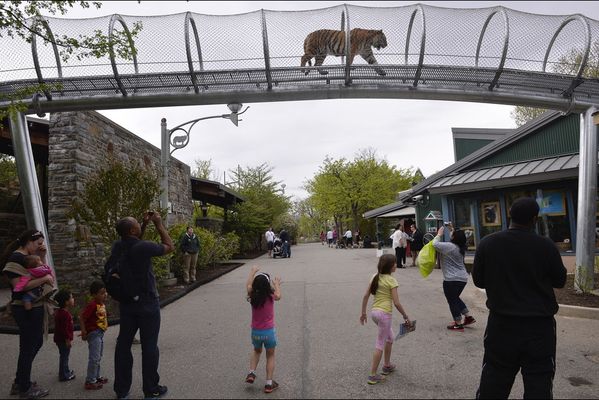 sem14maic-Z14-Au-plus-pres-fauves-zoo-Philadelphie.jpg