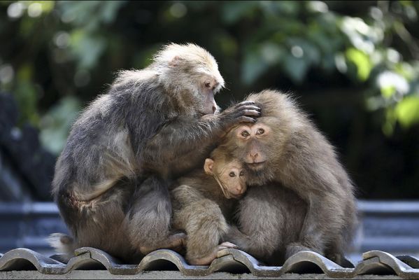 sem14maih-Z12-Ensemble-famille-macaques-a-face-rouge-Chine.jpg