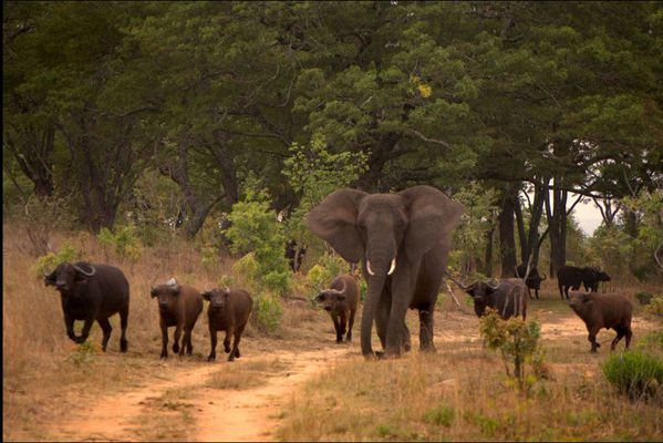 sem14juii-Z5-l-elephant-qui-vit-avec-les-buffles-Zimbabwe.jpg