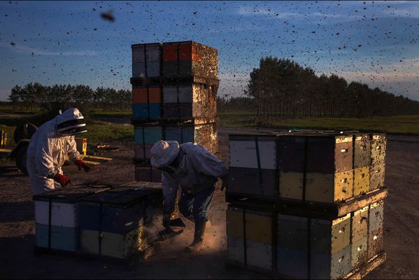 sem14jule-Z19-Les-ouvrieres-de-sortie-abeilles-Montana-USA.jpg
