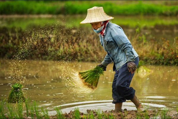 sem14juln-Z3-Dur-travail-plantation-riz-Thailande.jpg