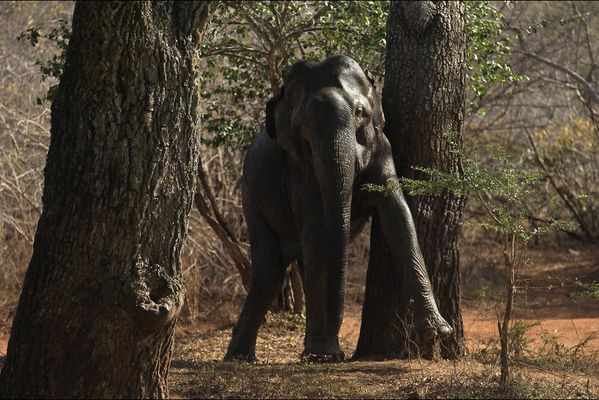 sem14aoui-Z16-Ca-demange-elephant-parc-Yala-Sri-Lanka.jpg