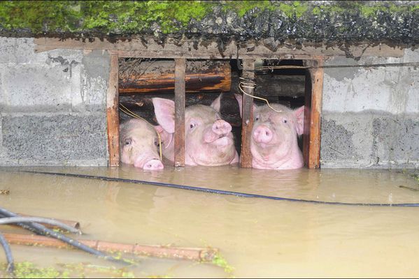 sem14sepf-Z2-cochons-Pris-au-piege-inondations-Youyang-Chin.jpg