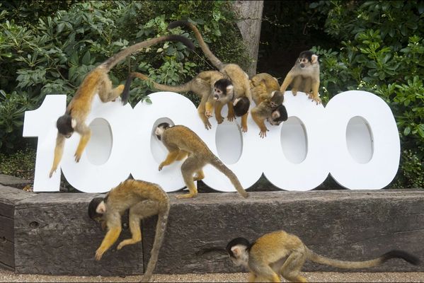 sem14octa-Z1-100-000-membres-et-moi-et-moi-et-moi-zoo-Londr.jpg