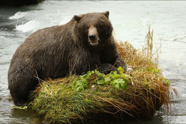 sem14octj-Z6-Pause-dejeuner-ours-peche-saumon-Alaska.jpg