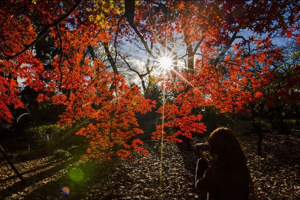 sem14decc-Z4-Le-temps-d-un-automne-Tokyo-Japon.jpg