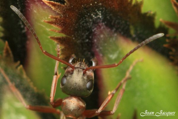 Les yeux de la fourmi (2)