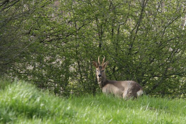 120420 Chevreuil 055