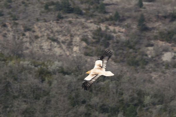 120409 Percno 027