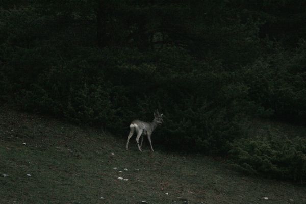 100409 Chevreuils 069