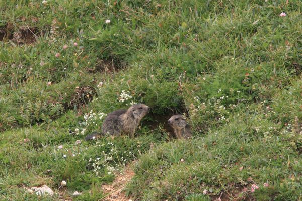 100730 Marmottes (4)