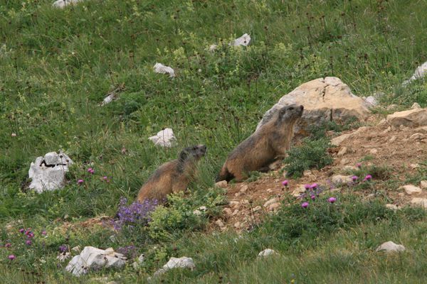 100730 Marmottes (5)