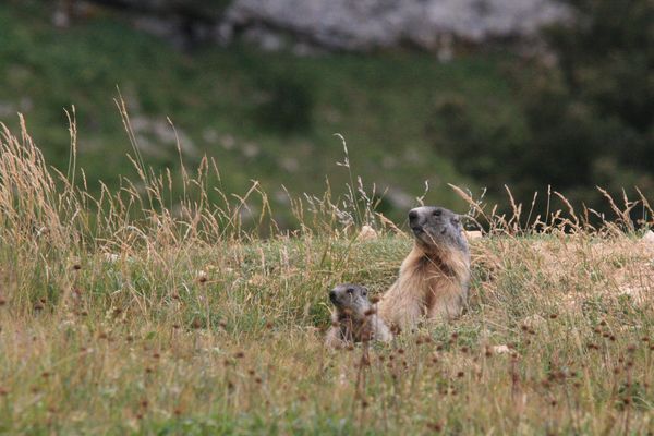 100730 Marmottes