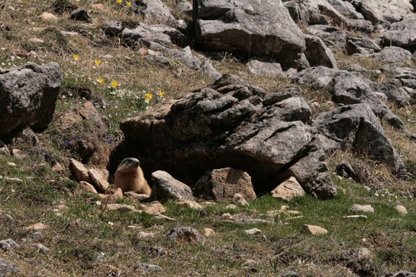 110408 Marmottes 301