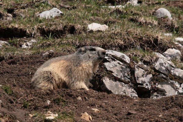 110416 Marmottes 011