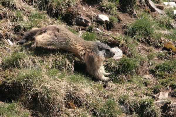 110416 Marmottes 019