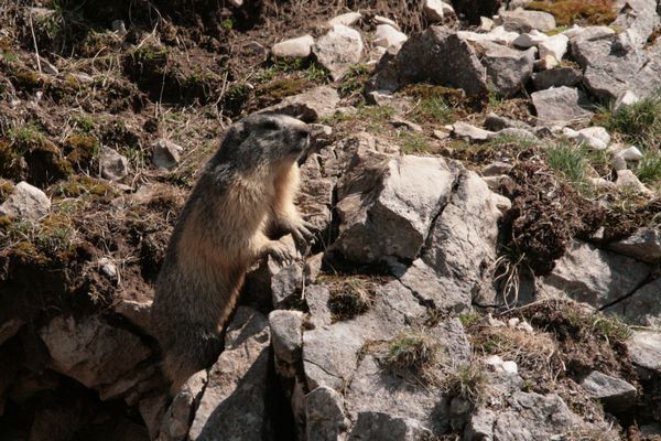 110416 Marmottes 027