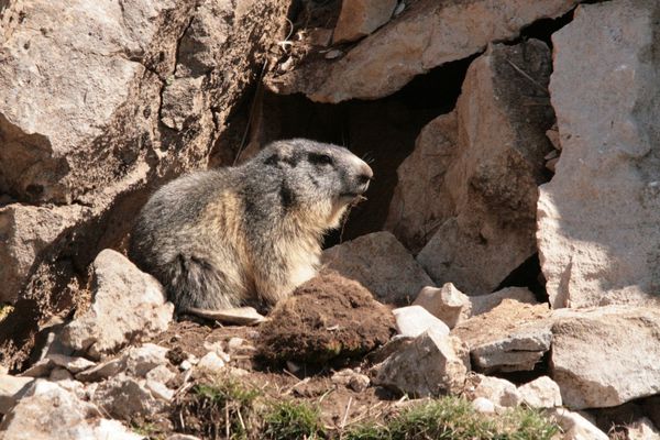 110416 Marmottes 034