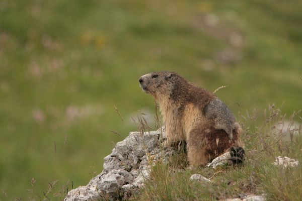 110616 Marmottes 037
