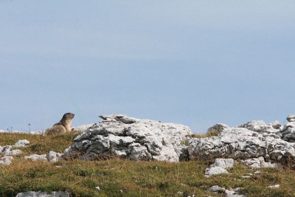 110901 Marmotte 041