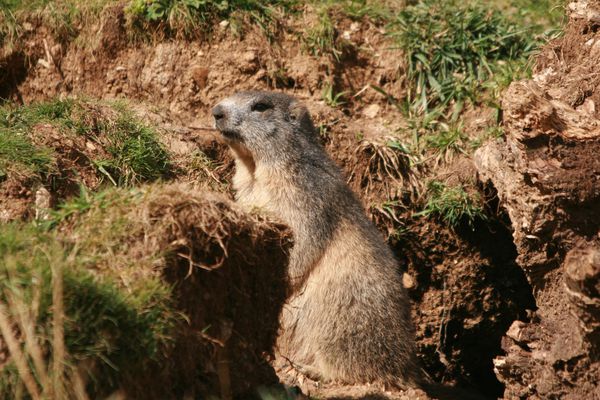 110901 Marmotte 045