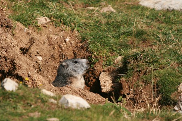 110901 Marmotte 047