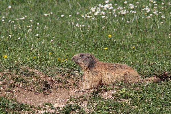 120525 Marmottes 096