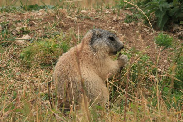 Marmotte 004