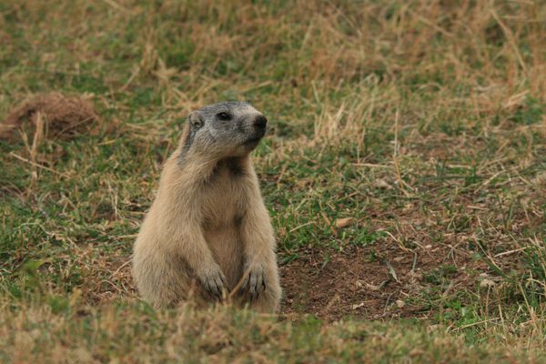 Marmotte 007