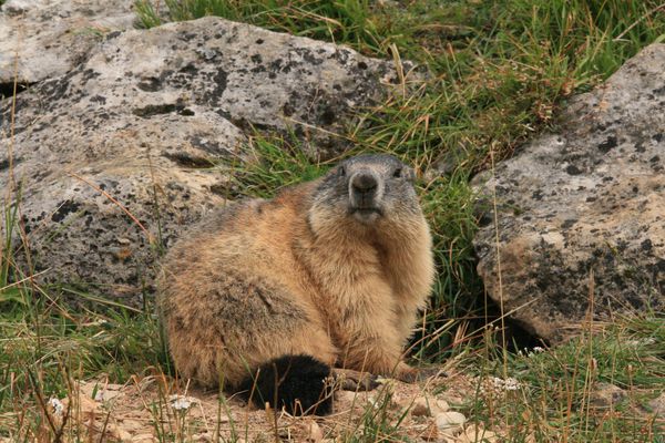 Marmotte 009